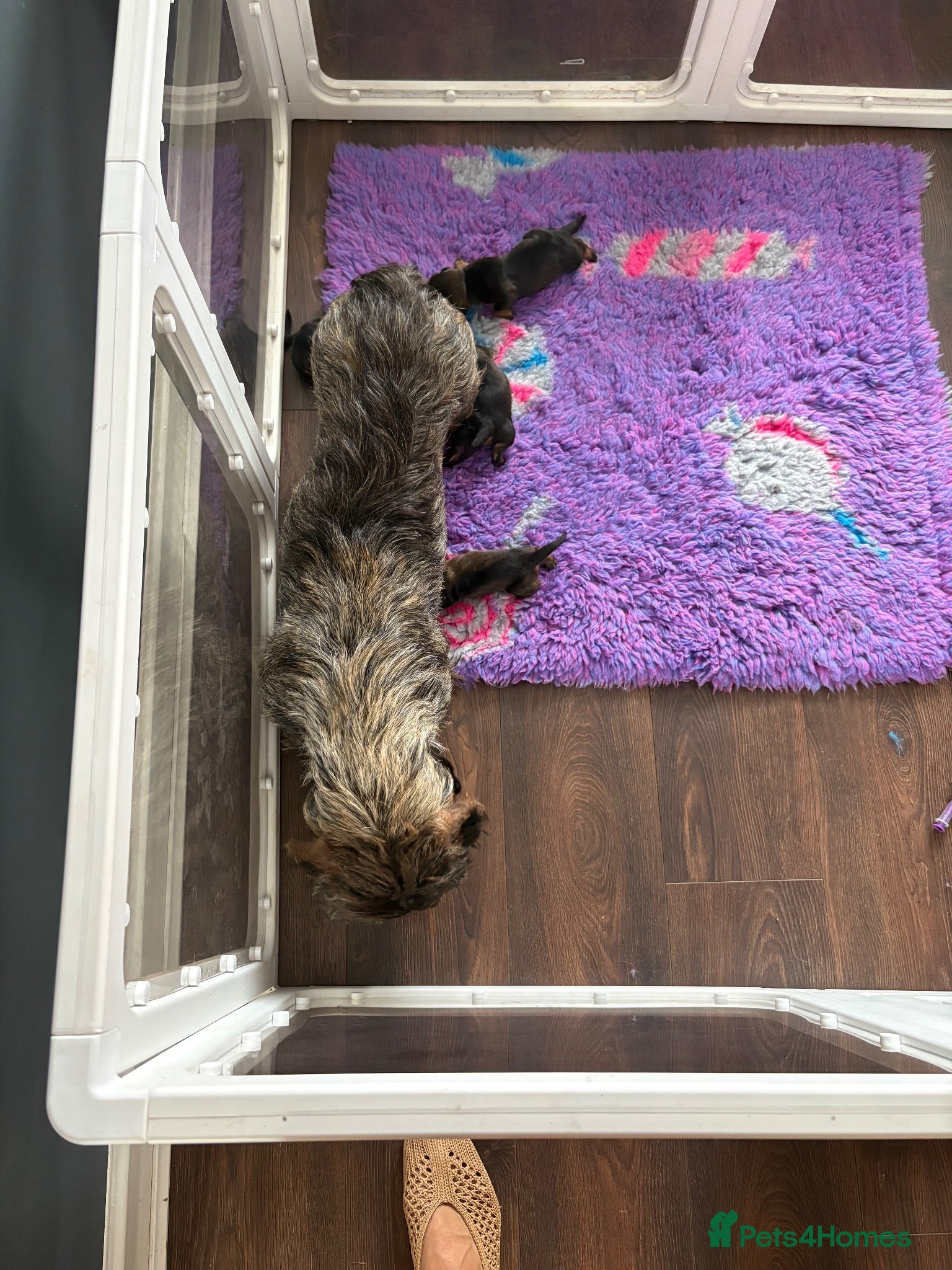 Dachshund dogs ✨Health tested, KC reg true standard wirehairs✨  - Advert 2