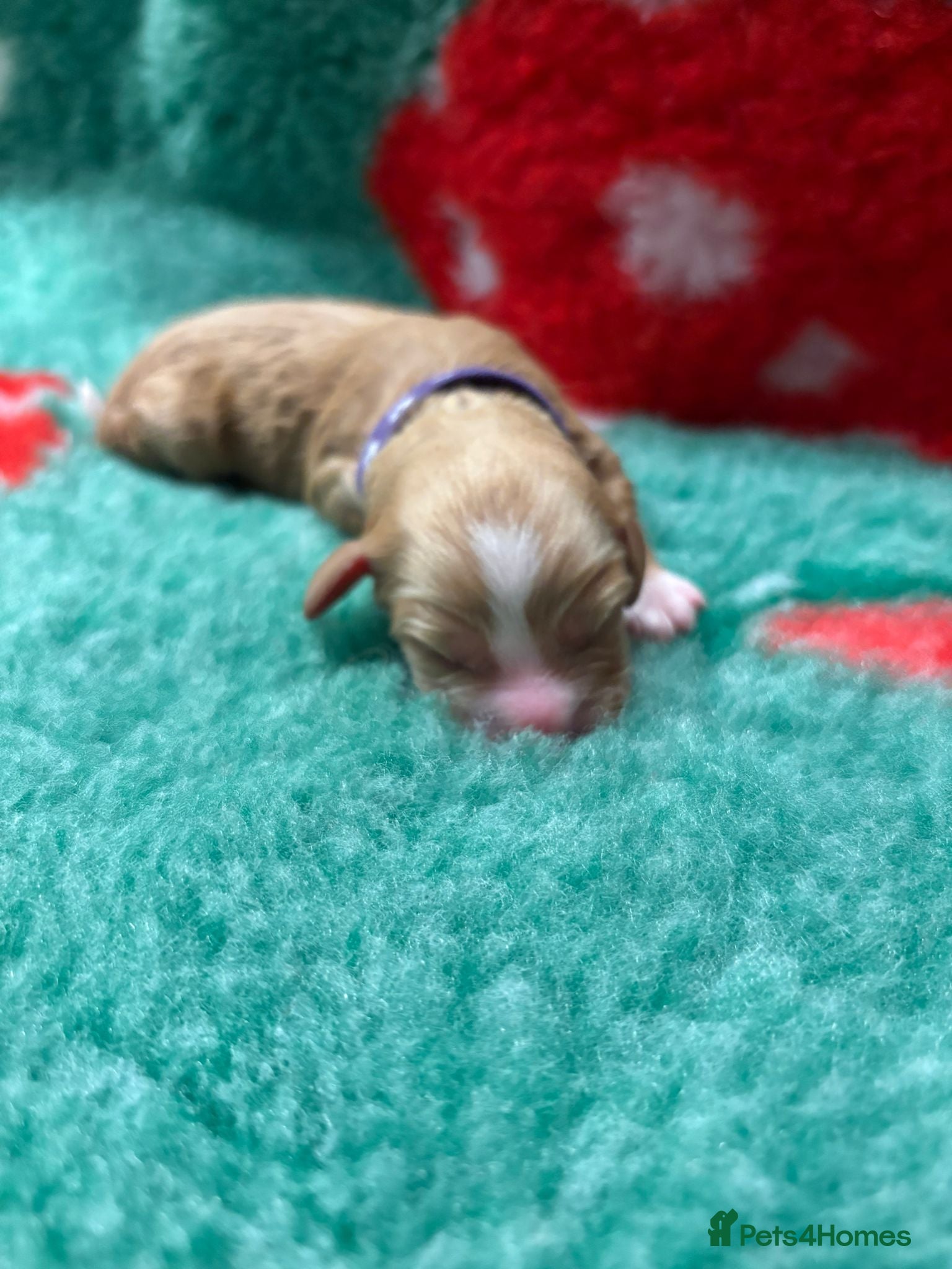 Cockapoo dogs for sale: STUNNING F1 COCKAPOOS  - Advert 10