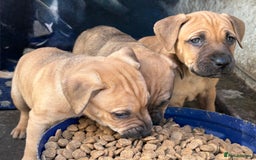 Rottweiler dogs for sale: Rottweiler × Black Mouth Cur  - Image 11