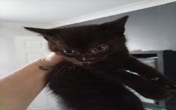 Savannah cats for sale: Regular house kittens  - Image 2