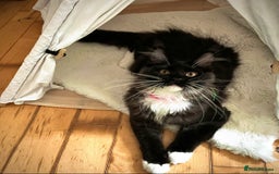 Maine Coon cats for sale: GCCF active / domestic Maine Coon  - Image 2