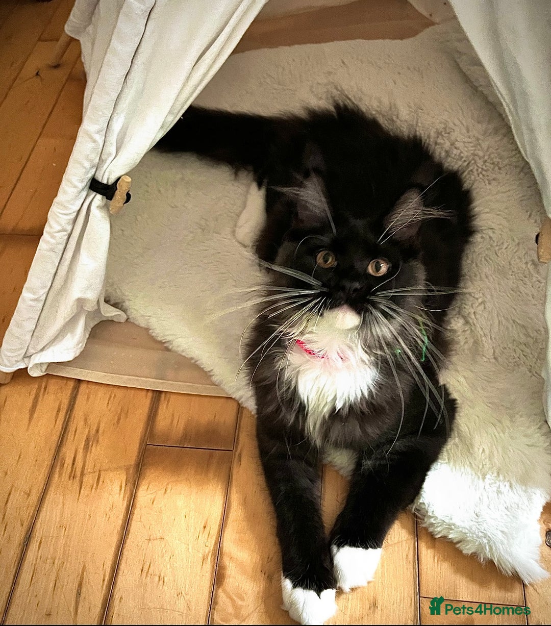 Maine Coon cats for sale: GCCF active / domestic Maine Coon  - Image 2
