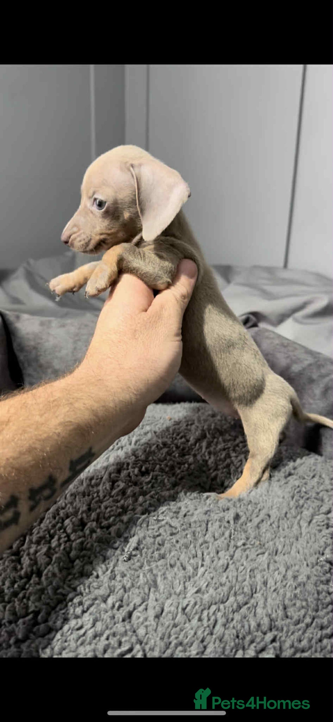 Miniature Dachshund dogs for sale: Miniature dachshund puppies   - Image 10