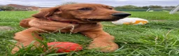 Golden Retriever dogs for stud: Handsome Hugo ready for stud - Advert 16