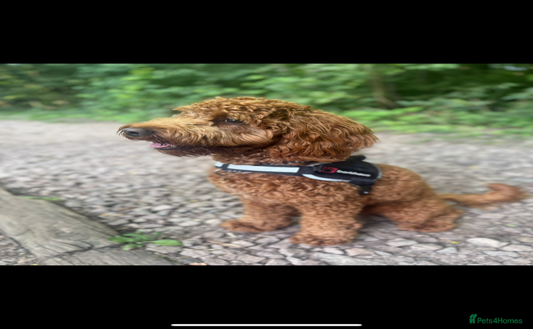 Cockapoo dogs - Advert 5