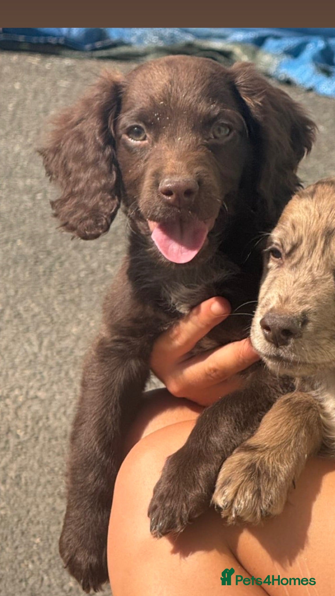 Sprocker dogs Last boy left F1 Sprocker spaniels  - Advert 9