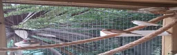 Finches birds for sale: Zebra Finches  - Advert 4