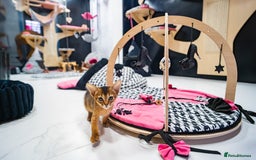 Abyssinian cats for sale:  Champions  Line Romeo-TICA reg. Abyssinian Beauty - Image 30