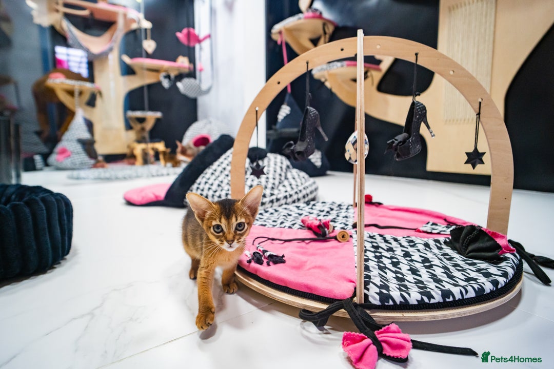 Abyssinian cats for sale:  Champions  Line Romeo-TICA reg. Abyssinian Beauty - Image 30