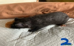 Guinea Pig rodents for sale: Well handled skinny pigs.  - Image 5