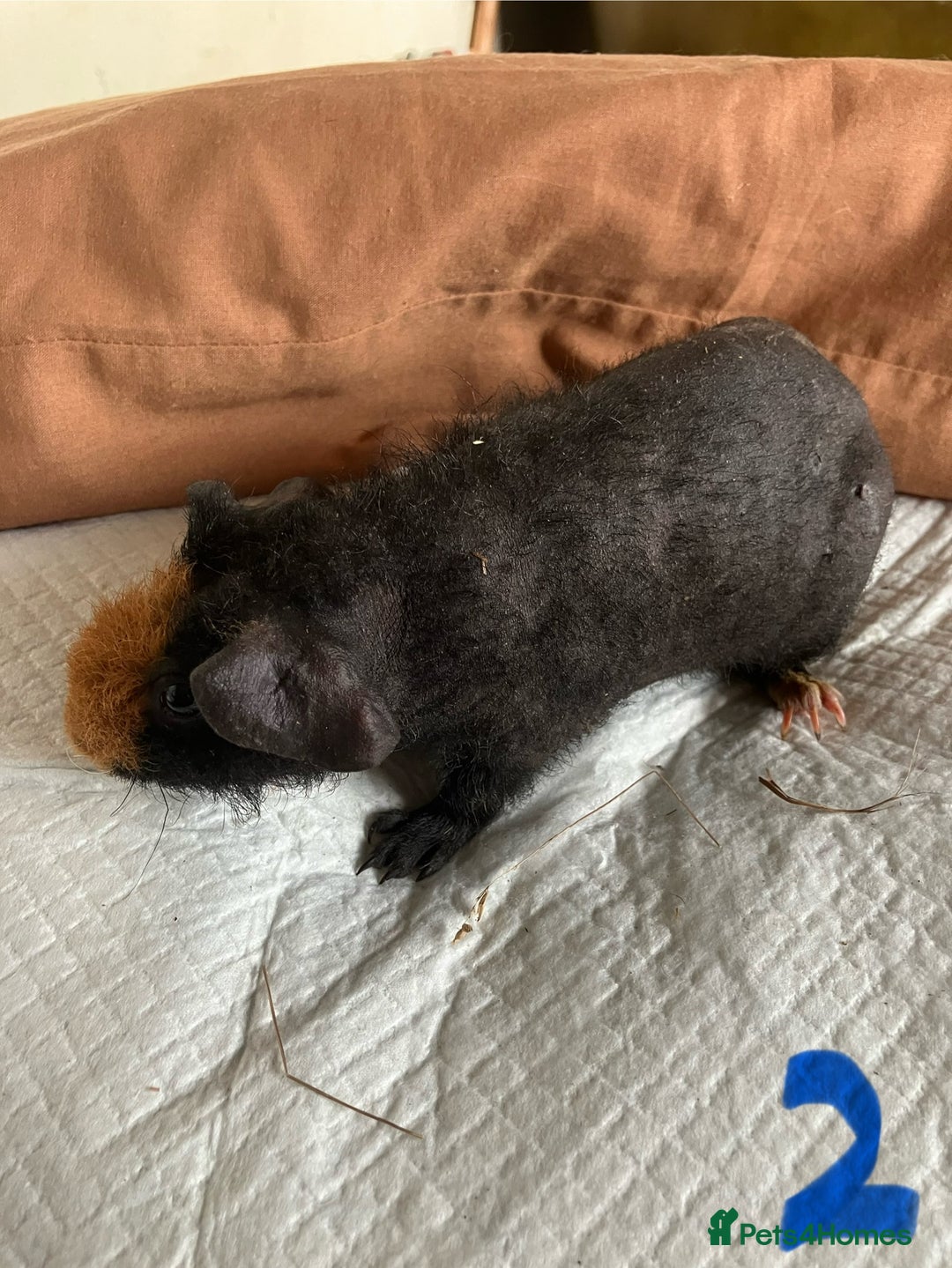 Guinea Pig rodents for sale: Well handled skinny pigs.  - Image 5