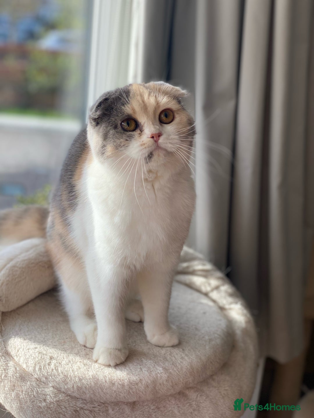 British Shorthair cats for sale: ChampionLine Kittens ready now  - Image 18