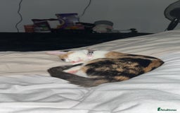 Domestic Shorthair cats for sale: 2 female kittens - Image 3