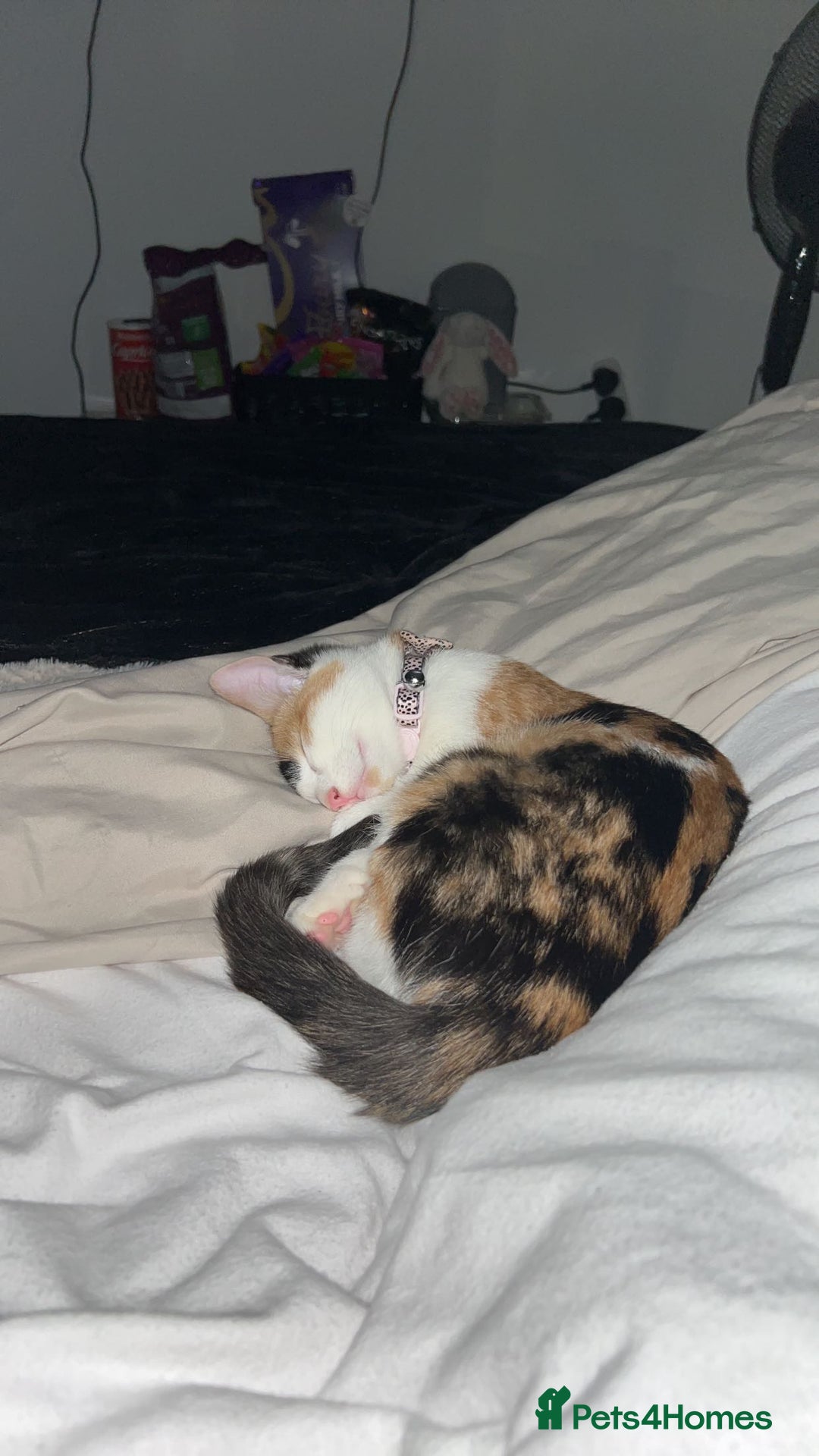 Domestic Shorthair cats for sale: 2 female kittens - Image 3
