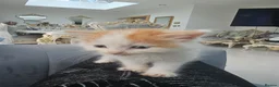 Persian cats for sale: Lovley half perian  - Advert 30