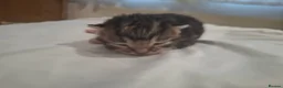 Mixed Breed cats for sale: Four adorable kitten - one boy and three girls - Advert 11
