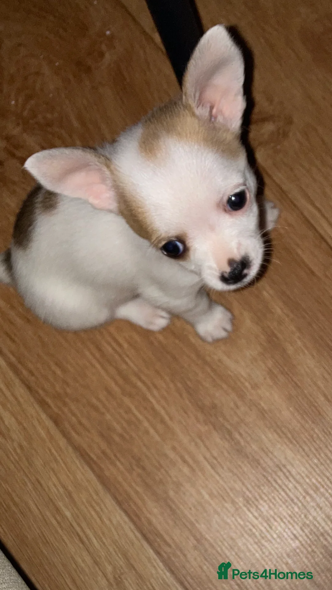 Chihuahua dogs for sale: Girl Chiuhuah  - Advert 3