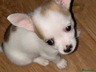 Chihuahua dogs Girl Chiuhuah - Advert 6