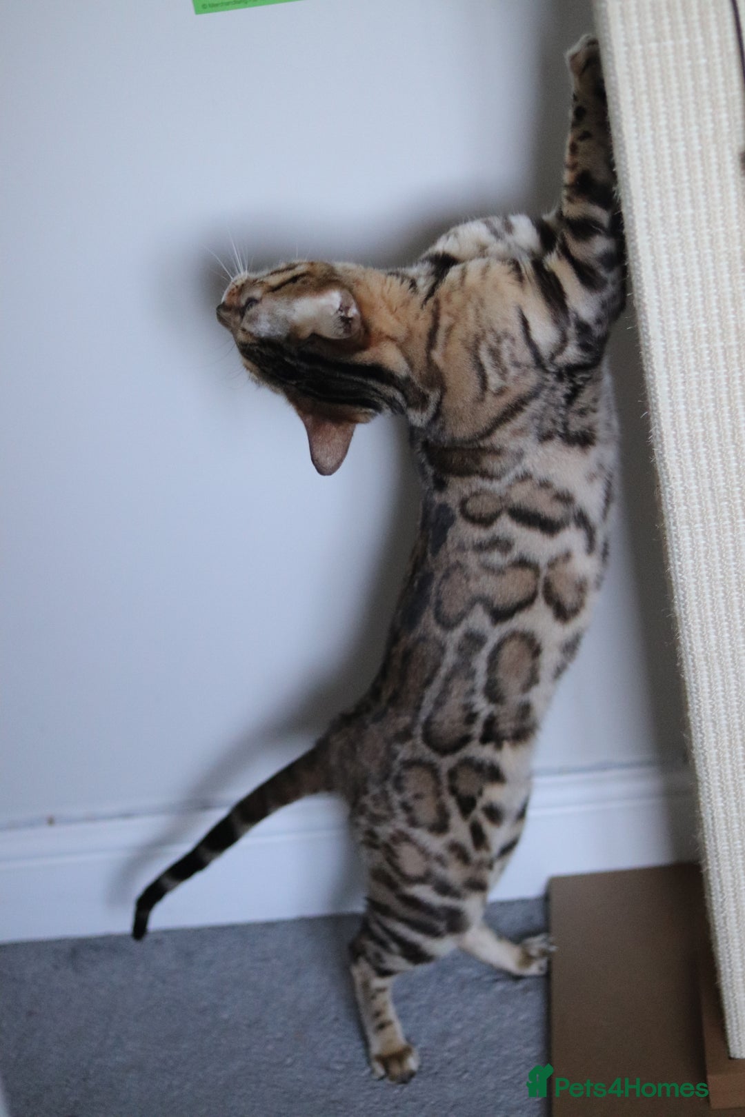 Bengal cats for sale: 🔥ELITE IMPORTED SEAL SEPIA BENGAL QUEEN ACTIVE⭐ - Advert 15