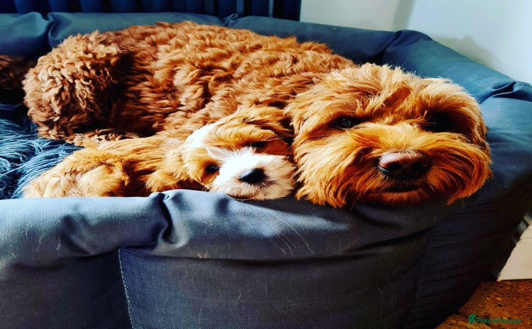 Australian Labradoodle dogs - Advert 1