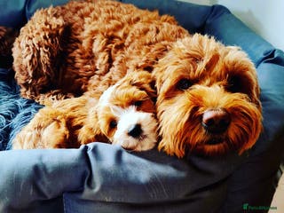 Australian Labradoodle dogs Australian Labradoodle Guardian Home Required - Advert 3