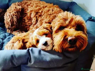 Australian Labradoodle dogs Australian Labradoodle waiting list - Advert 1