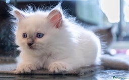 Ragdoll cats for sale: Ready Now GCCF Ragdoll Kittens Irresistibly Cuddly - Image 20