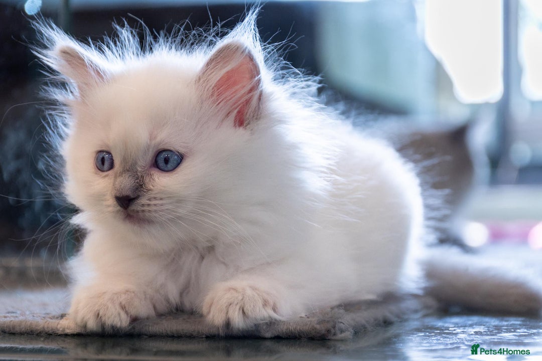 Ragdoll cats for sale: Ready Now GCCF Ragdoll Kittens Irresistibly Cuddly - Image 20
