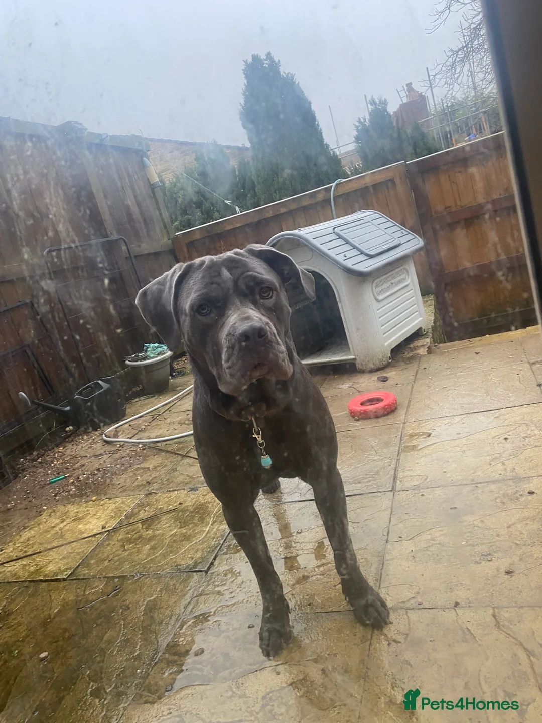 Cane Corso dogs for sale: luna beautiful blue cane corso  - Advert 2