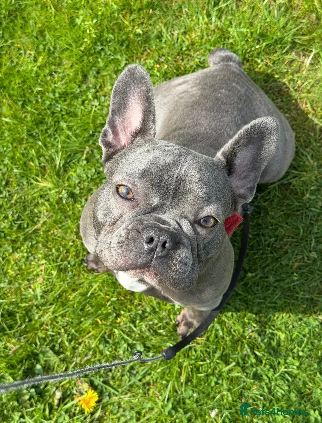 French Bulldog dogs for sale: 3 chunky French bulldog puppies 😍 🐶  - Advert 2