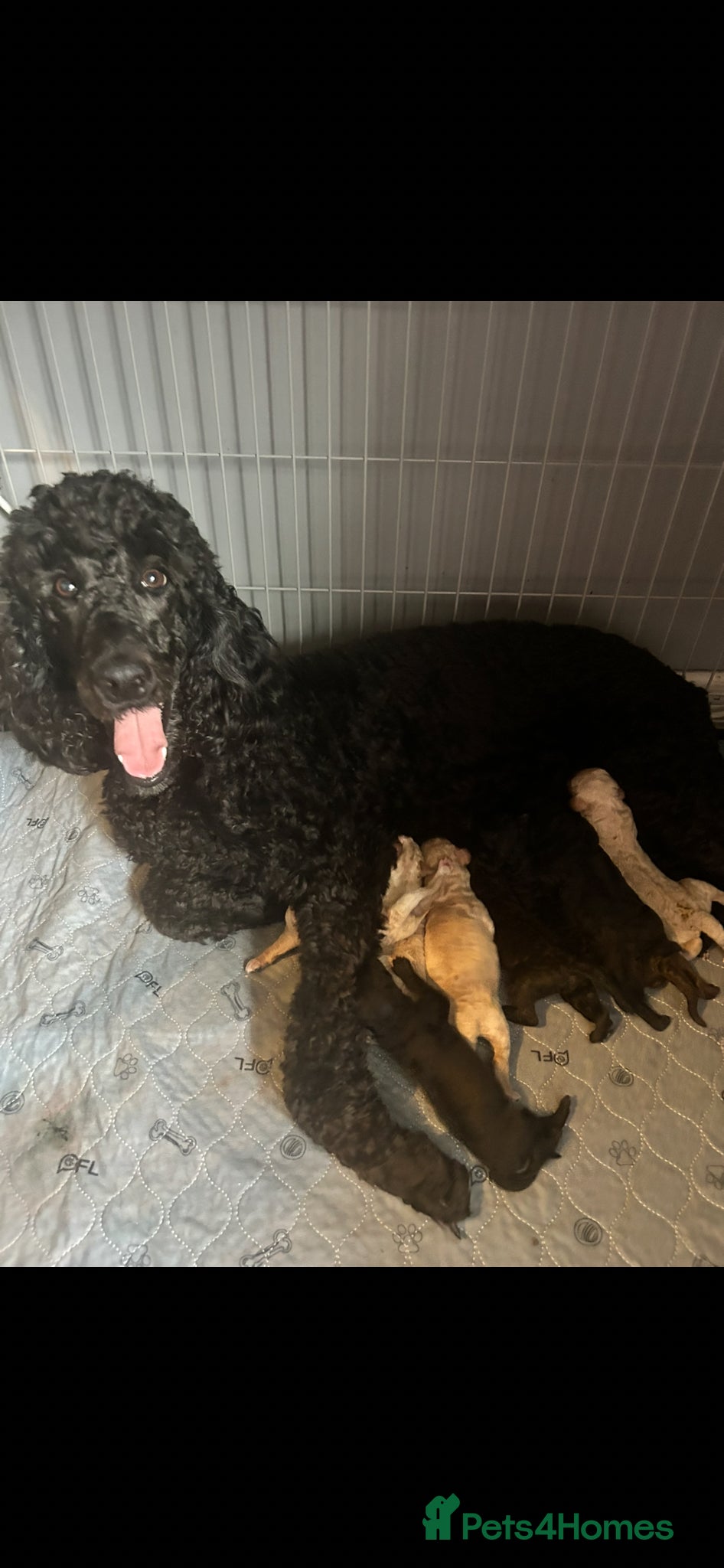 Labradoodle dogs Standard f2bb multigenerational labradoodle - Advert 11