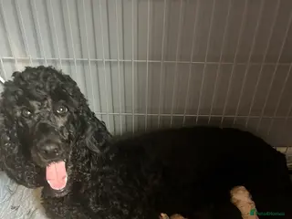 Labradoodle dogs Standard f2bb multigenerational labradoodle - Advert 11