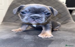 French Bulldog dogs for sale: Beautiful Boy Frenchie Puppy - Image 2