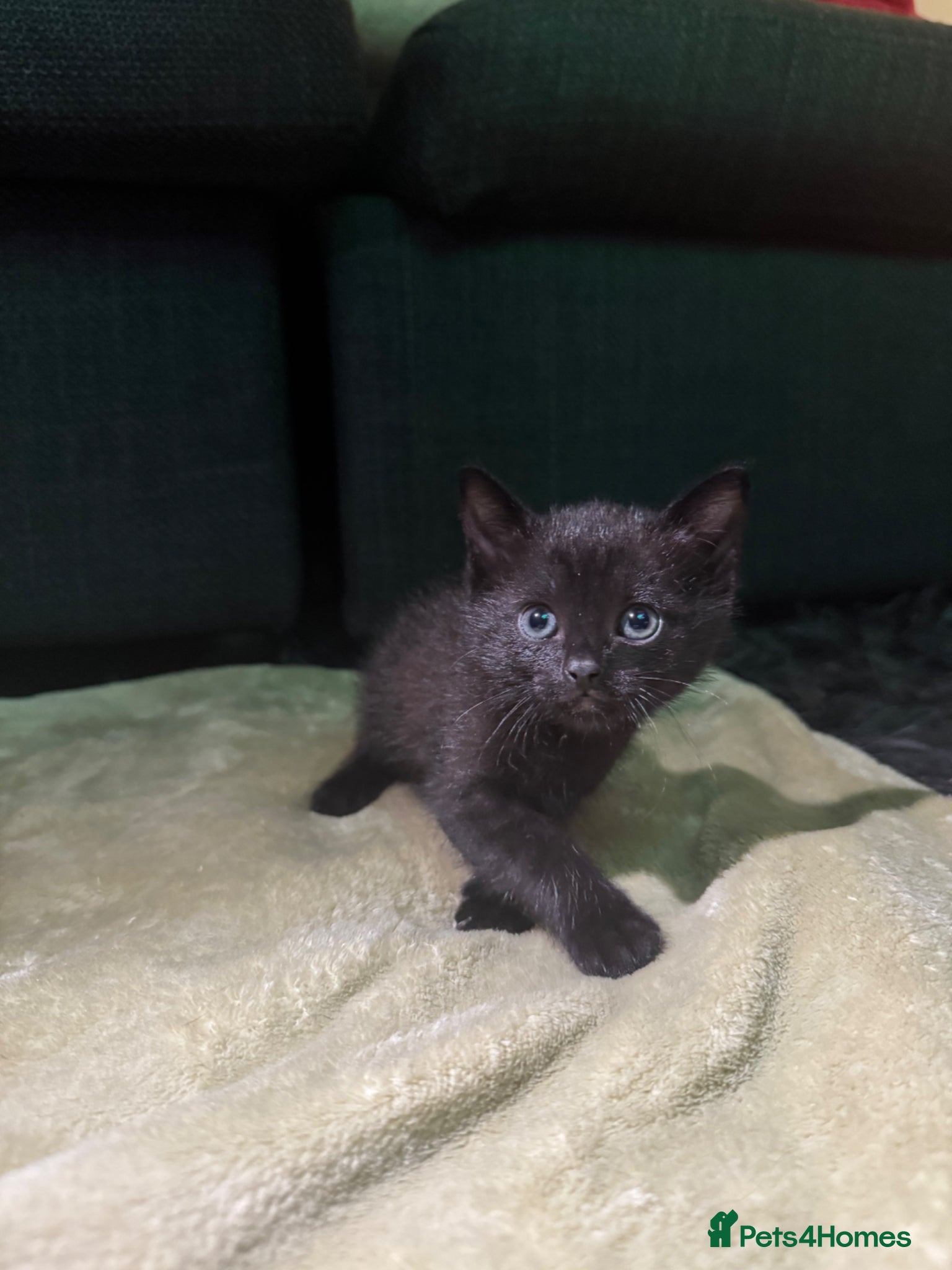 Siamese cats 2 LEFT!! 1/2 stunning Siamese Kittens  - Advert 3