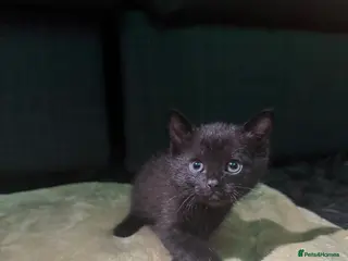 Siamese cats 2 LEFT!! 1/2 stunning Siamese Kittens - Advert 3