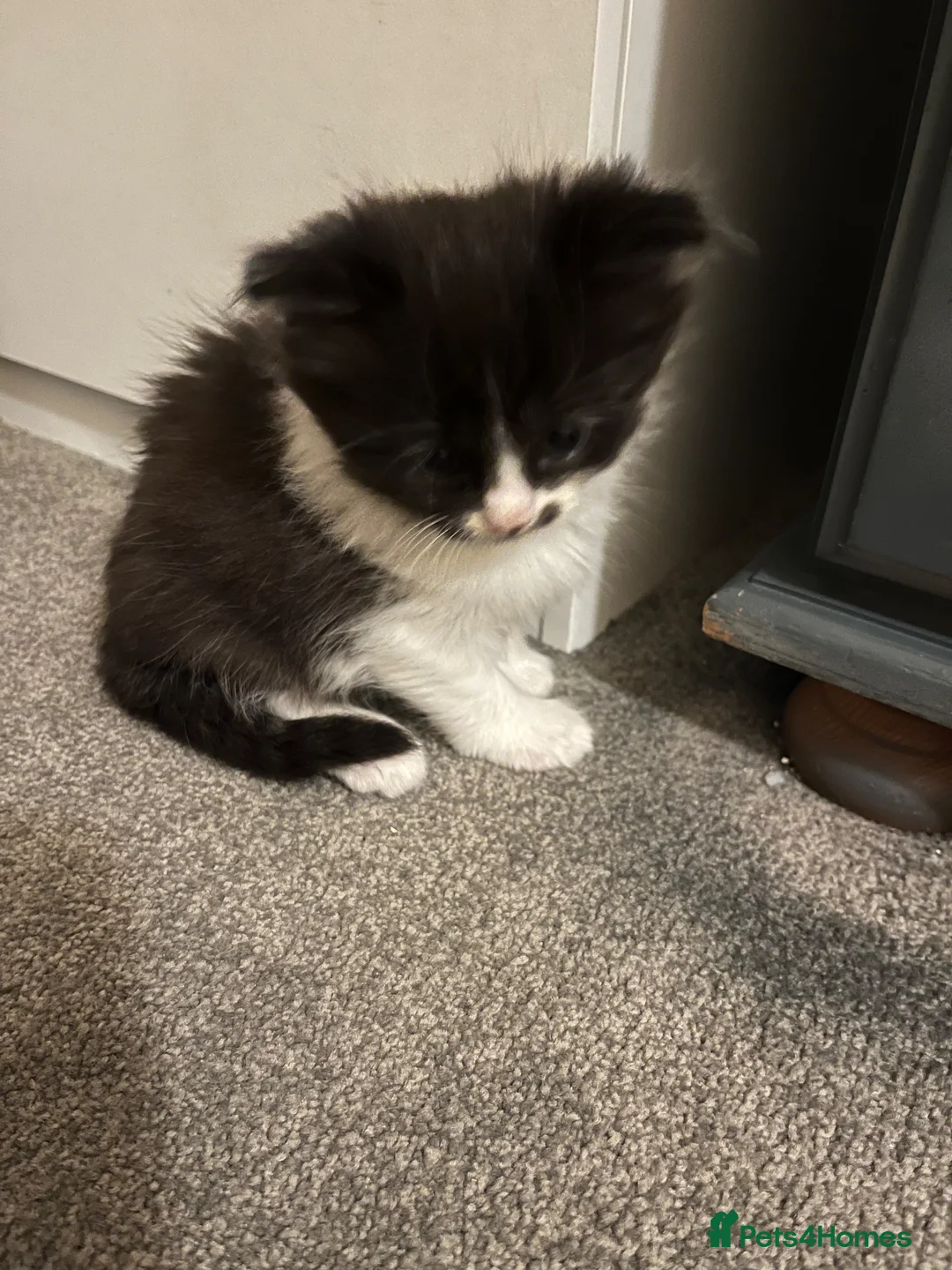 Ragdoll cats for sale: Ragdoll X Kittens  - Advert 2