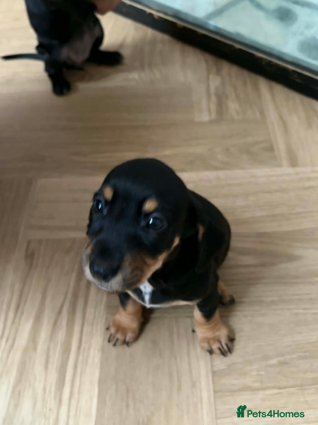 Mixed Breed dogs for sale: 9 Docker puppies - Advert 9