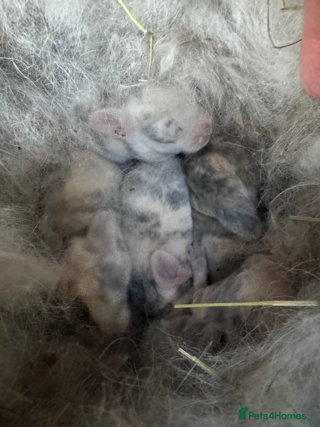 Mini Lop rabbits for sale: ✨ Beautiful Lops ✨  - Advert 22