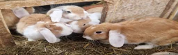Dwarf Lop rabbits for sale: Friendly, lovely, laidback dwarf lop girls🐰🥰 - Advert 20
