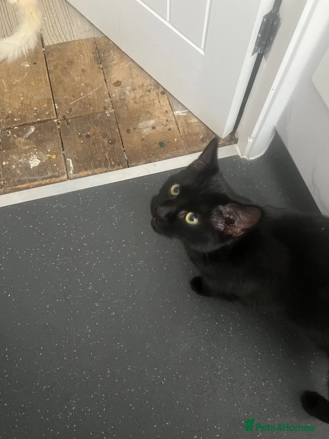 Domestic Shorthair cats for sale: £10 pickachu John Boy, looking for his new family - Advert 3