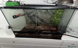 Gecko reptiles for sale: Crested gecko full setup - Image 2