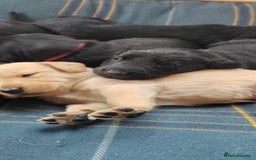 Mixed Breed dogs for sale: Gorgeous Lab x Collie puppies - Image 3