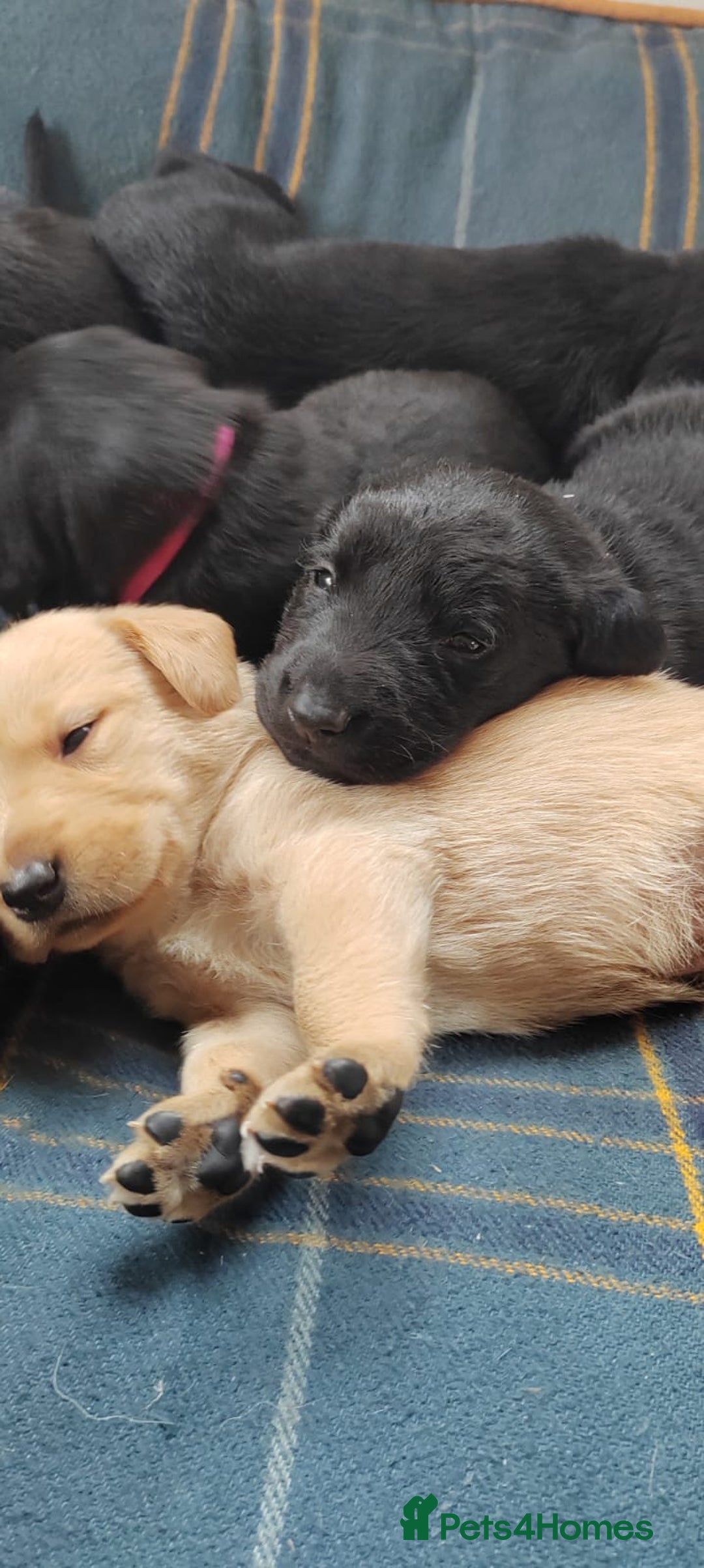 Mixed Breed dogs for sale: Gorgeous Lab x Collie puppies - Image 3