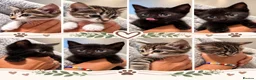 Mixed Breed cats for sale: Adorable kittens now ready for loving homes - Advert 2