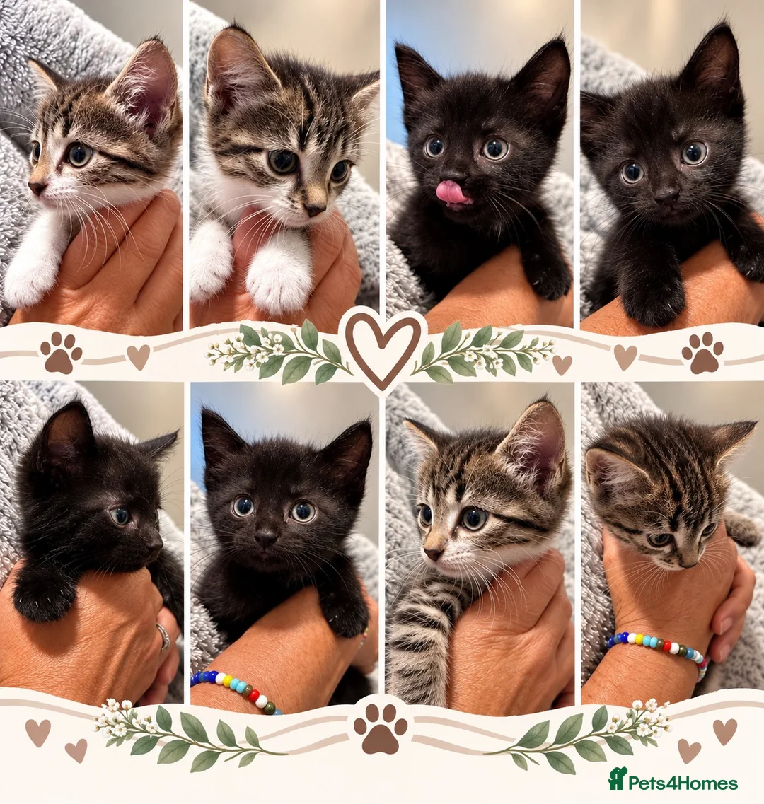Mixed Breed cats for sale: Adorable kittens now ready for loving homes - Advert 2