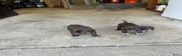 German Shorthaired Pointer dogs for sale: Gamekeeper bred - German Shorthaired Pointer pups - Advert 2