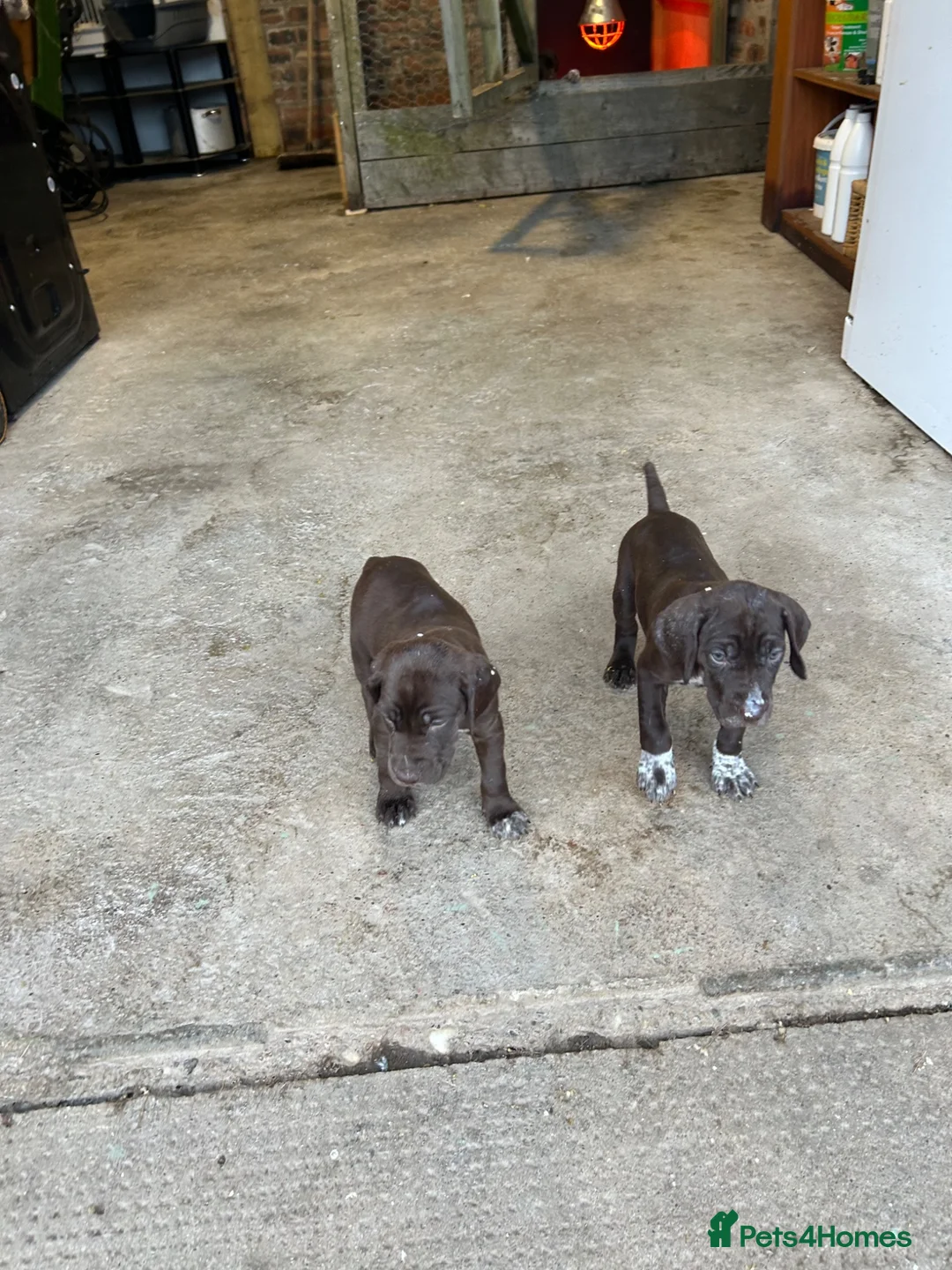 German Shorthaired Pointer dogs for sale: Gamekeeper bred - German Shorthaired Pointer pups - Advert 2