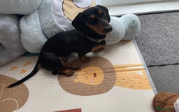 Dachshund dogs for sale: Dachshund for sale  - Image 1