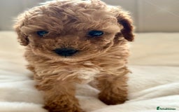 Cavapoochon dogs for sale: Premium Quality Teddy Toy Cavapoochons F1B - Advert 7
