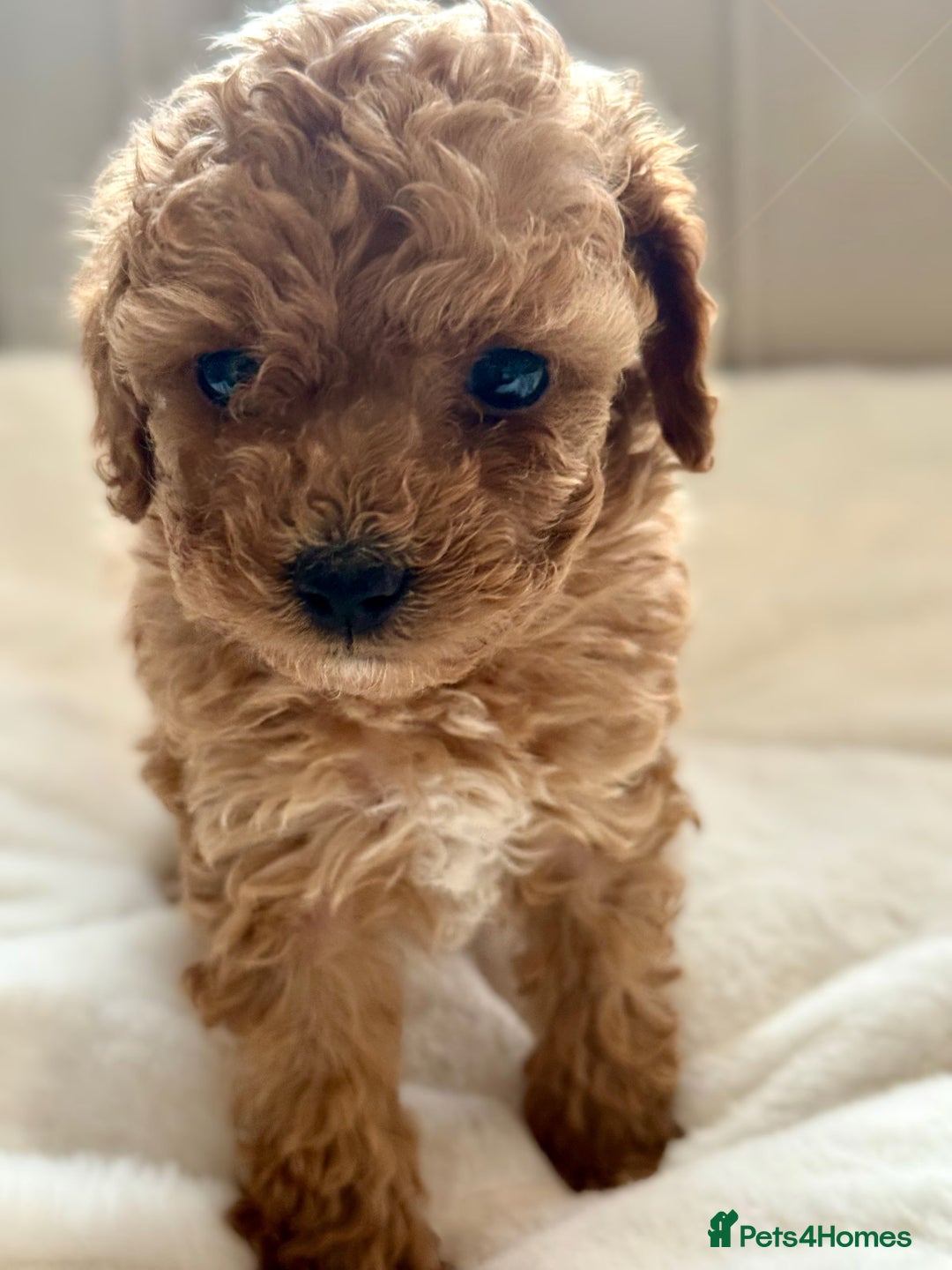 Cavapoochon dogs for sale: Premium Quality Teddy Toy Cavapoochons F1B - Advert 7